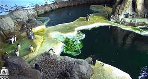 Penguin Cam Penguin Cam